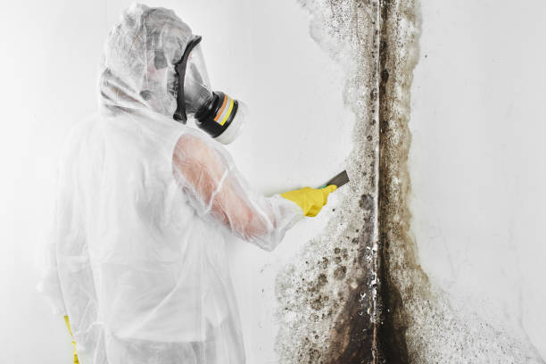 Best Emergency Mold Removal  in USA